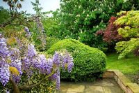 Paved patio edged by low brick wall, plantings of Wisteria, Aesculus, Acer and Buxus topiary 
