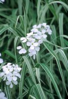 Combination of Hesperis matronalis - White sweet rocket, and Phalaris arundinacea var.'picta' - Gardeners Garters. Pannels Ash Farm West, Essex, June