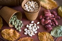 Seeds in biodegradable planting pots with Fagus - Beech leaves in autumn. Runner bean 'Prizewinner Stringless', French Bean 'Blue Lake', Pea 'Kelvedon Wonder'