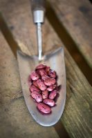 Stainless steel trowel with Runner bean seed 'Prizewinner stringless' 