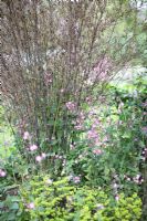 Black bamboo with Silene dioica and Euphorbia