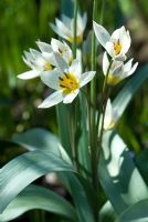 Tulipa turkestanica RHS AGM - March