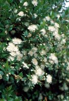 Myrtus Communis - Common Myrtle in flower