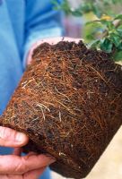 Buying plants from a nursery. Look for healthy roots