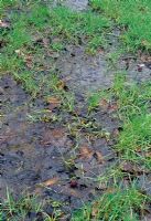 Waterlogging on the lawn