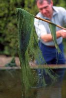 Pond care - removing Blanket weed
