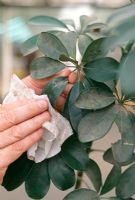 Wiping away the dust on thick-leaved house plants