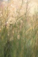 Molina caerulea subsp. arundinacea 'Windspiel' - Purple moor grass