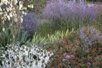 Summer border with Eryngium gigantium, Cistus x lenis 'Grayswood Pink', Verbena bonariensis, Eryngium planum, Perovskia 'Blue Spire' and Yucca.