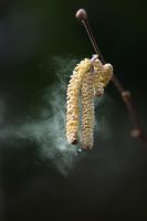 Corylus avellana - Common Hazel catkins releasing pollen
