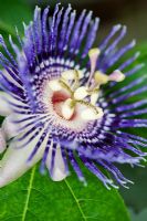 Passiflora Incarnata - Purple passion flower
