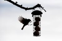 Erithacus Rubecula - Robin flying on to suet ball feeder. Silhouette