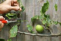 Pruning an apple tree