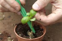 Pricking out pot grown Ocimum basilicum - Basil seedling to plant into larger pot