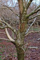 Sciurus carolinensis - Grey squirrel damage to young Quercus robur in establishing hardwood plantation, Devon UK