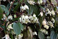 Clematis urophylla 'Winter Beauty' in February - growing on a south west facing wall and shown after a spell of hard winter weather