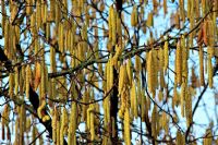 Corylus avellana male catkins in February. Female flowers are visible as tiny red stars directly on the branches