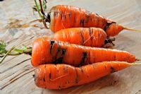 Carrots with carrot fly damage - Psila rosae