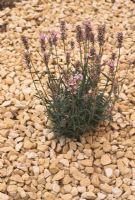 Planting Lavenders Step by Step. Step 5. A limestone mulch helps to control weeds and reflects the sun's heat back off the soil.  This appears to heighten the aroma from the plants' leaves on hot days.