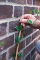 Planting Jasmine Step by Step. Step 4. Help the plant along a bit by spreading out the shoots with your hands.  This will encourage them to cling to the wall and grow across it quickly.