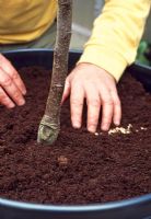 Planting fruit trees - Cover the wooden cross with some more layers of compost so that it is no longer visible. Gently firm the top of the compost and water the container thoroughly