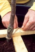 Planting fruit trees - To make a stake, wedge a cross of narrow pieces of wood inside the rim of the container. Fasten the tree base to the right angle of the cross by tying with garden twine