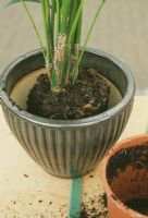 Step by Step. Re-potting a large Kentia palm. Stage 2. Position the plant in the centre of the new pot and make sure the depth is correct The old compost should be covered by about 1cm (0.5in) of new compost.