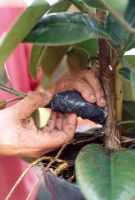 Air layering a rubber plant - Once the roots have formed, carefully cut through the stem and pot up the new plant