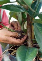 Air layering a rubber plant - Dust the wound with hormone rooting powder