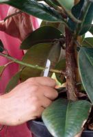 Air layering a rubber plant - In spring or in early summer, select a firm, one year old branch. Midway between leaf joints, make a sloping cut part way through the stem
