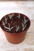 Taking lavender cuttings - Use a dibber or a pencil to make a hole first, deep enough so that the  base of the cutting rests on the base of the hole, with the lowest leaves clearing the compost