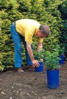Planting container roses as ground cover - Place the containers on newly dug soil, how you imagine them to be positioned 
