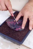 Taking leaf cuttings from Begonia - Cutting main veins with knife