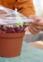 Taking leaf cuttings - It is important that the cuttings get the correct amount of water and heat during their first weeks, so place a clear plastic bag over them to create the conditions of a mini greenhouse