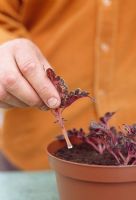 Taking leaf cuttings - Shake off the excess root powder and gently put the cutting into the compost