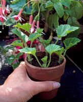 Cuttings of Pelargonium 'Lord Bute' - Placing on greenhouse bench  