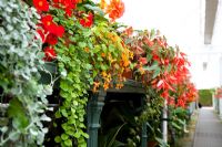 Glasshouse with mixed Begonias at West Dean