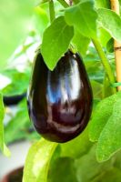 Aubergine growing in glasshouse at West Dean 