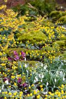 Galanthus 'Magnet' with Eranthis hyemalis, Helleborus x hybridus and Hamamelis 'Arnold Promise' - Dial Park, Chaddesley Corbett, Worcestershire