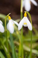Galanthus 'Ray Cobb' - Dial Park, Chaddesley Corbett, Worcestershire 

