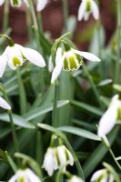 Galanthus 'Cordelia' - Dial Park, Chaddesley Corbett, Worcestershire 
