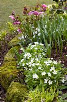 Primula in mixed border - Dial Park, Chaddesley Corbett, Worcestershire
