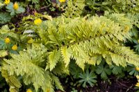 Polypodium cambricum 'Richard Kayse' - Dial Park, Chaddesley Corbett, Worcestershire
