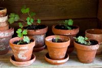 Seedlings in clay pots