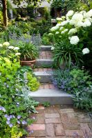 Steps between flowerbeds, planting includes Nepeta and Hydrangea 'Annabelle' 
