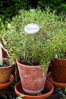 Rosmarinus - Rosemary in terracotta pot