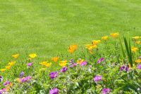 Edge of a border by a perfect lawn with Eschscholzia - Californian Poppy and a hardy Geranium in June