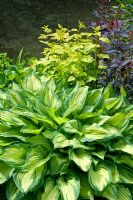 Variegated Hosta and Persicaria beside water. Hillbark, Bardsey, Yorkshire NGS