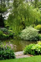 Cornus, Rhodeodendron and Salix - Weeping Willow, beside lake with wooden bridge. Hillbark, Bardsey, Yorkshire NGS
 