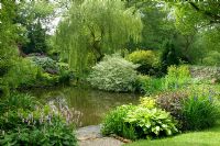 Cornus, Rhodeodendron and Salix - Weeping Willow beside lake with wooden bridge. Hillbark, Bardsey, Yorkshire NGS
 

